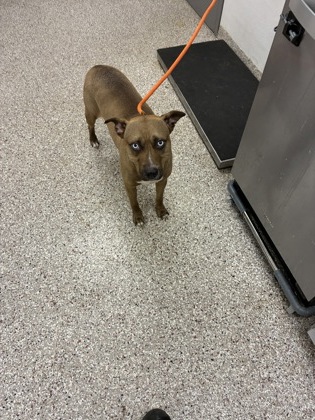 Shelter Stray Female Dog last seen Near flyod lane, County/Unicorporated, NC, 1491 Business Park Ct, Gastonia, NC 28052, USA