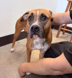 Shelter Stray Female Dog last seen , , OH, 9203 Detroit Ave, Cleveland, OH 44102, USA