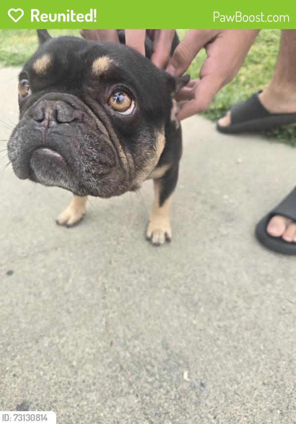 Reunited Male Dog last seen 120th and Berendo, West Athens, CA 90044