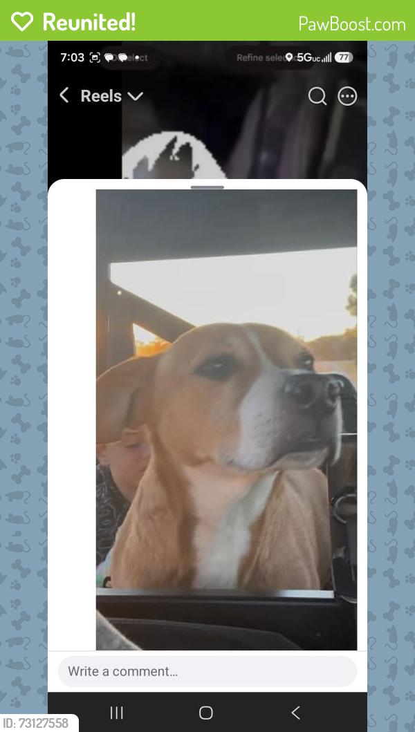 Reunited Female Dog last seen Spring valley drive ,county road, Tool, TX 75143