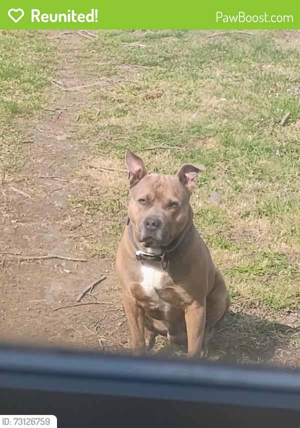 Reunited Male Dog last seen East 54th Street close to Belzer Middle School and Harrison Hill Elementary, Indianapolis, IN 46226