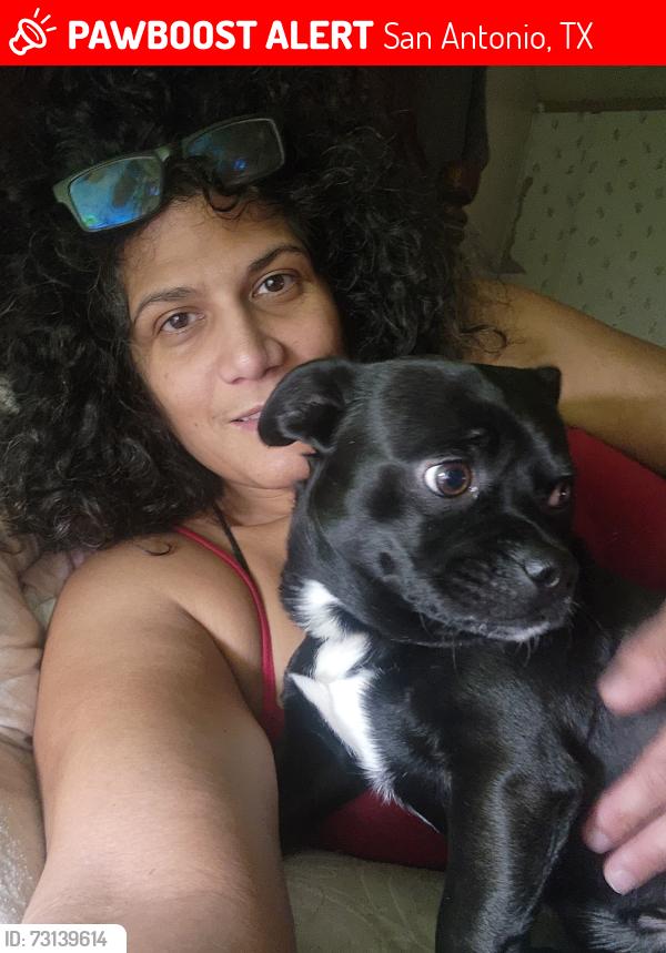 Lost Male Dog last seen East houston and foster rd, San Antonio, TX 78220