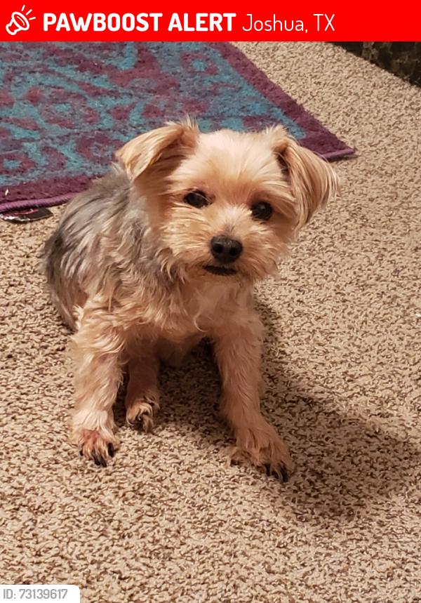 Lost Male Dog last seen Colarado, Joshua, TX 76058