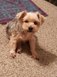 Lost Male Dog last seen Colarado, Joshua, TX 76058