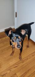 Reunited Male Dog last seen Sunburts and Pepper drive, El Cajon, CA 92021