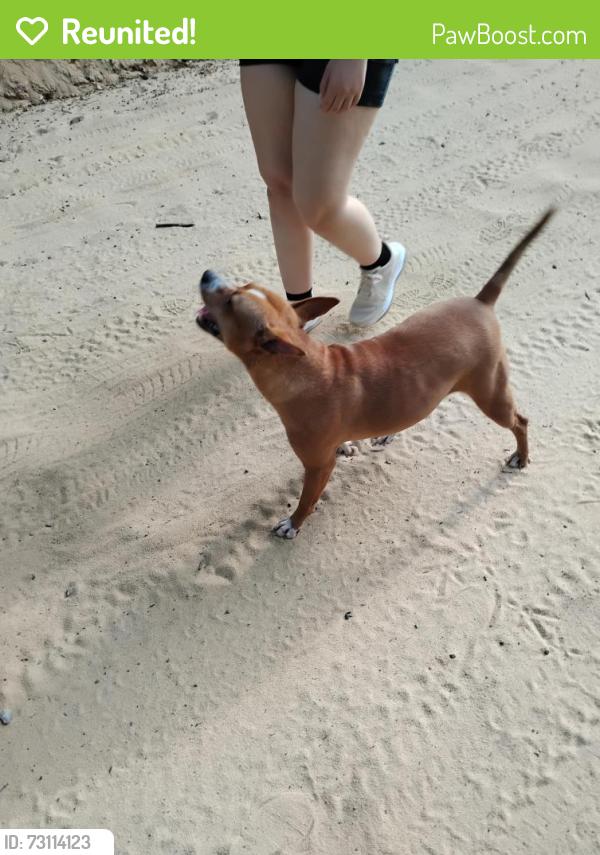 Reunited Female Dog last seen Shortcut Rd, Pelion, SC 29123