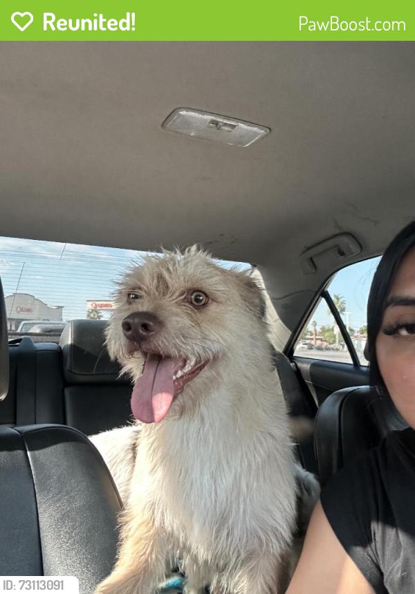 Reunited Male Dog last seen Near Cll Torres Orduno, Coachella, CA 92236, USA, Coachella, CA 92236