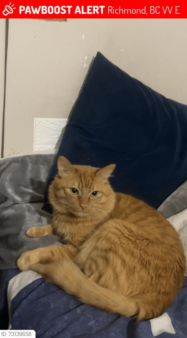 Lost Male Cat last seen https://share.snapchat.com/m/Skj0oxyeSf2i?share_id=evWva7WgRzqyLgB9rEt14w&locale=en_CA, Richmond, BC V6V 1E4