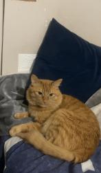 Lost Male Cat last seen https://share.snapchat.com/m/Skj0oxyeSf2i?share_id=evWva7WgRzqyLgB9rEt14w&locale=en_CA, Richmond, BC V6V 1E4