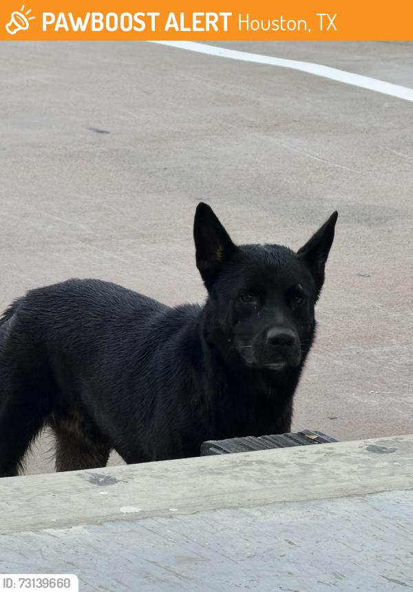 Found/Stray Male Dog last seen houston tx 77040, Houston, TX 77092