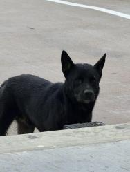 Found/Stray Male Dog last seen houston tx 77040, Houston, TX 77092