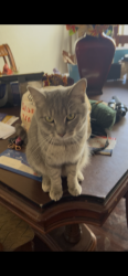 Lost Female Cat last seen R-4 and Cardiff, Palmdale, CA 93550