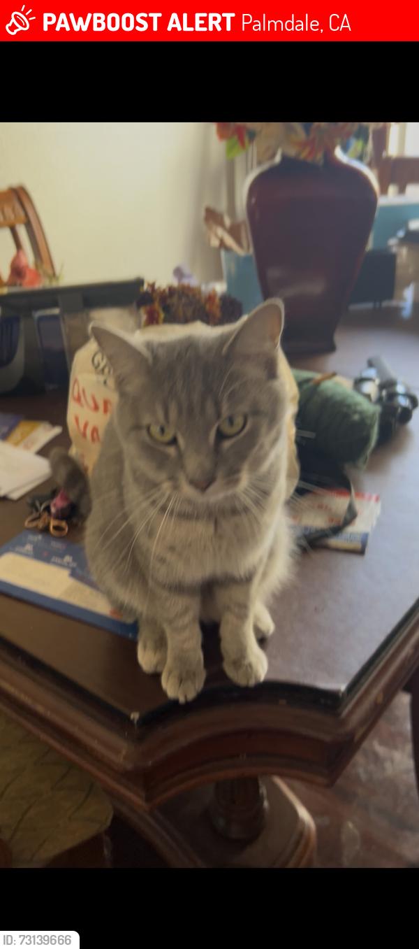 Lost Female Cat last seen R-4 and Cardiff, Palmdale, CA 93550