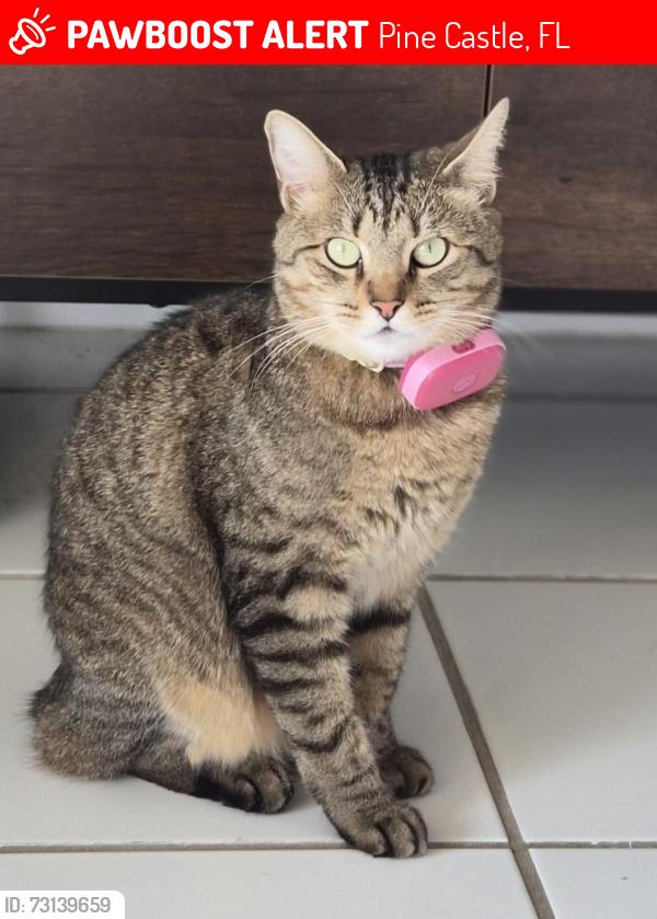 Lost Female Cat last seen Lake Gloria neighborhood, Pine Castle, FL 32809