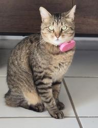 Lost Female Cat last seen Lake Gloria neighborhood, Pine Castle, FL 32809