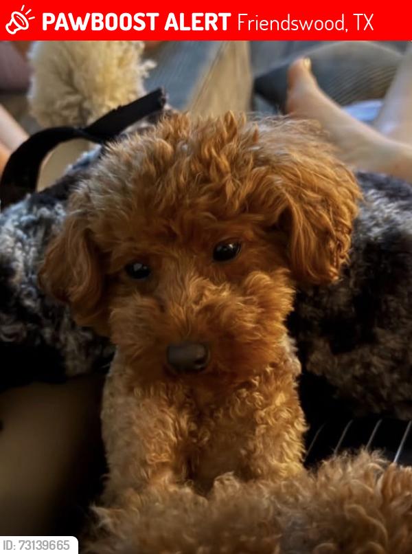 Lost Female Dog last seen Near Primrose School of Friendswood. Seen going into the nearby land lot, Friendswood, TX 77546
