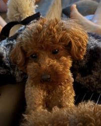 Lost Female Dog last seen Near Primrose School of Friendswood. Seen going into the nearby land lot, Friendswood, TX 77546