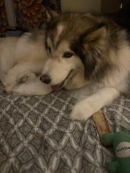 Reunited Male Dog last seen Gainsborough and Potters Road, Stallings, NC 28104