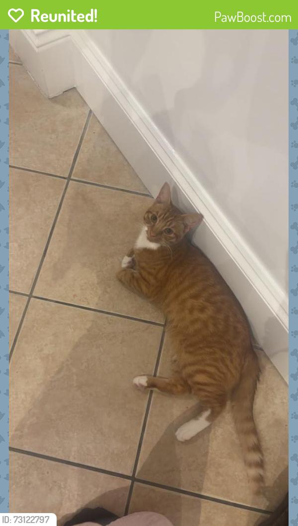 Reunited Male Cat last seen leigh road, Southend-on-Sea, England 