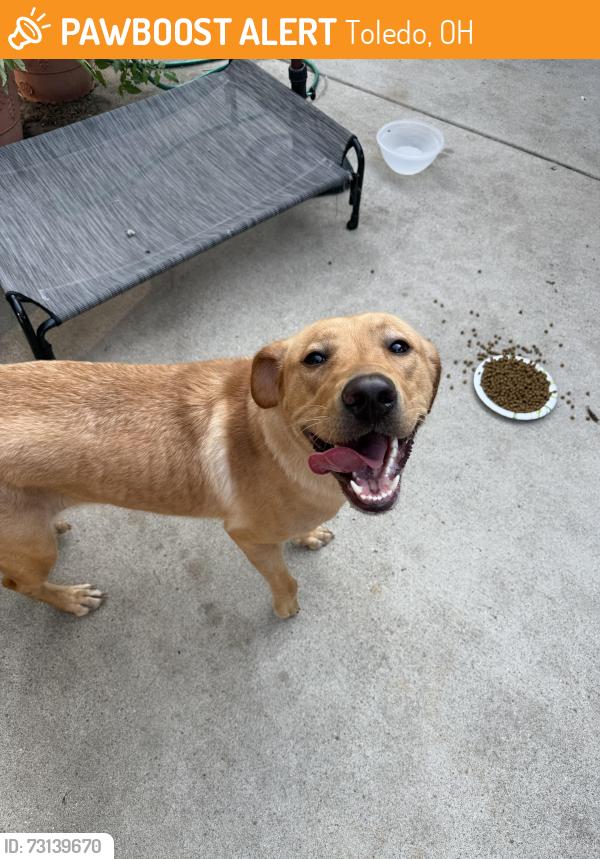 Found/Stray Female Dog last seen Secor/laskey, Toledo, OH 43613