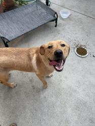 Found/Stray Female Dog last seen Secor/laskey, Toledo, OH 43613