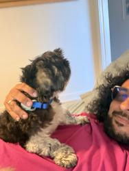 Reunited Male Dog last seen Mandela parkway, Oakland, CA 94607