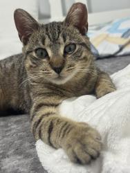 Lost Female Cat last seen In the area surrounding Aguila Supermarket., Paterson, NJ 07514