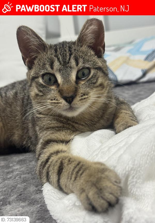 Lost Female Cat last seen In the area surrounding Aguila Supermarket., Paterson, NJ 07514