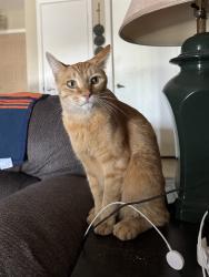 Reunited Male Cat last seen 82nd Ave and Corrine, Peoria, AZ, Peoria, AZ 85381