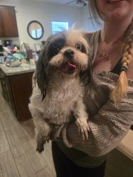Reunited Unknown Dog last seen K streets anf Ben Maddox, Visalia, CA 93292