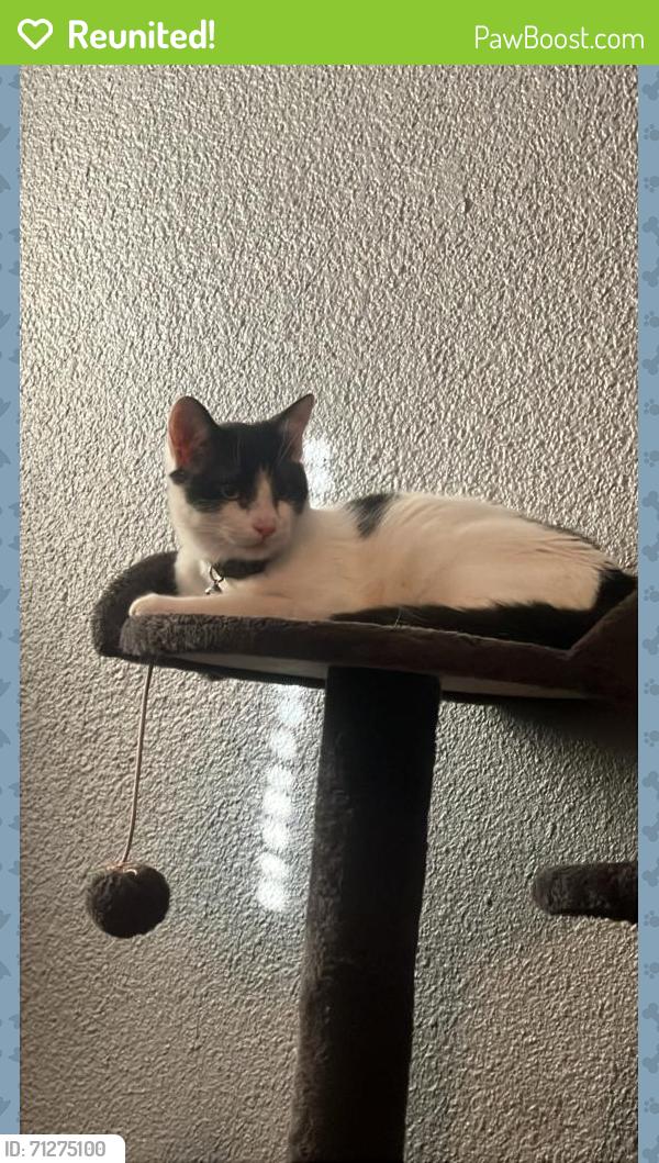 Reunited Male Cat last seen Lancaster and Beach, Fort Worth, TX 76103