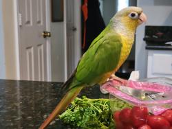 Lost Unknown Bird last seen Lake Montclair, Montclair, VA 22025