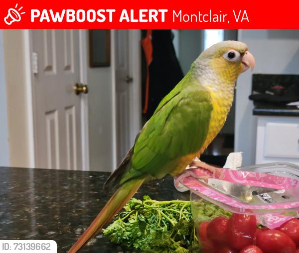 Lost Unknown Bird last seen Lake Montclair, Montclair, VA 22025