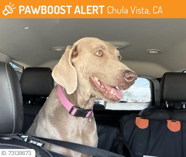 Found/Stray Female Dog last seen Naples near Fire Station, Chula Vista, CA 91911