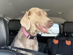 Found/Stray Female Dog last seen Naples near Fire Station, Chula Vista, CA 91911