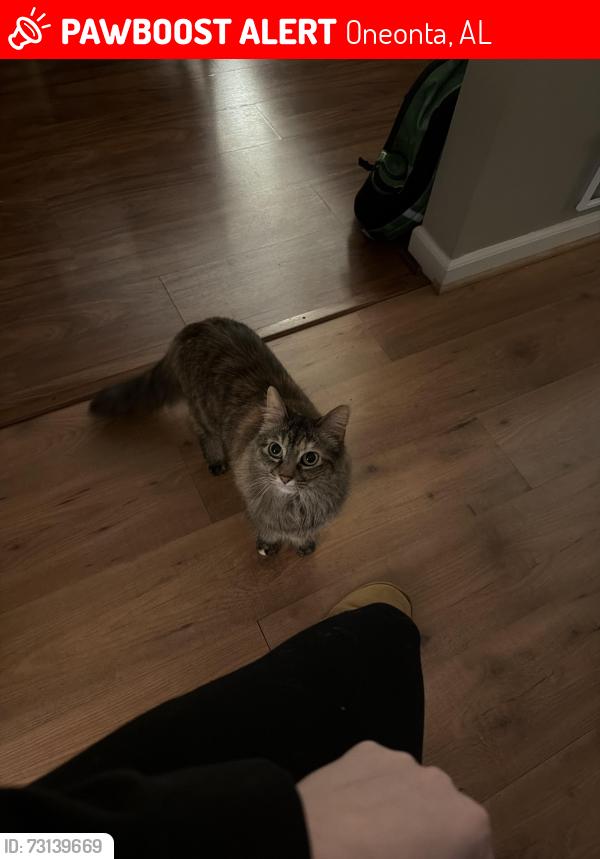 Lost Female Cat last seen Near Champion, Oneonta, AL 35121