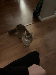 Lost Female Cat last seen Near Champion, Oneonta, AL 35121