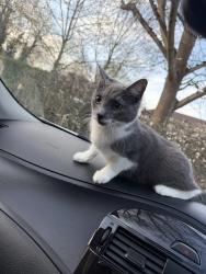 Lost Female Cat last seen At home is a hse cat has got out, Kempston, England 