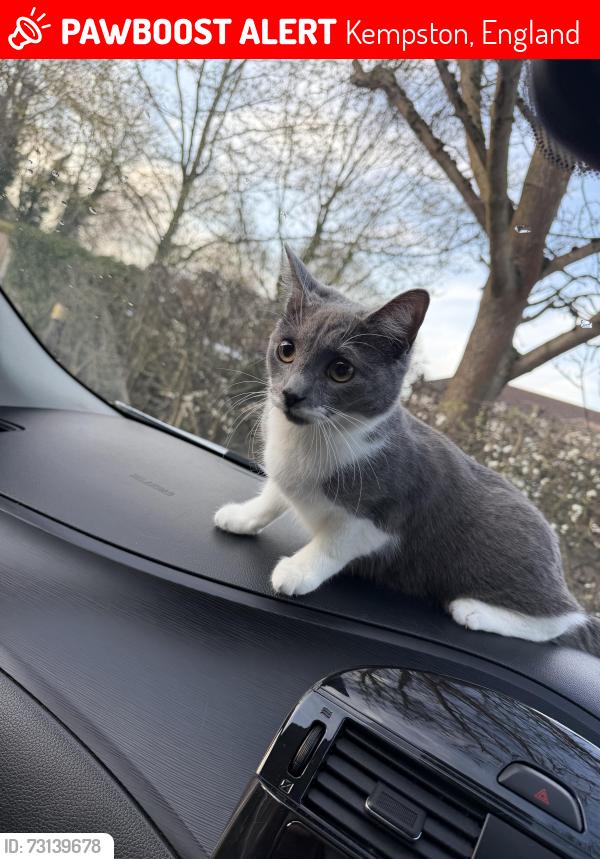 Lost Female Cat last seen At home is a hse cat has got out, Kempston, England 