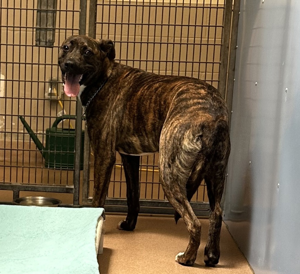 Shelter Stray Male Dog last seen Near Cardinal Drive, San Diego, CA, 92123, 5500 Gaines St, San Diego, CA 92110, USA
