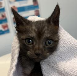 Shelter Stray Male Cat last seen Near S 29th Street, San Diego, CA, 92113, 5500 Gaines St, San Diego, CA 92110, USA