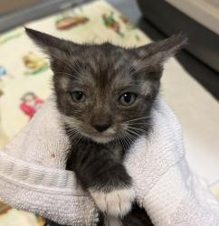 Shelter Stray Male Cat last seen Near S 29th Street, San Diego, CA, 92113, 5500 Gaines St, San Diego, CA 92110, USA