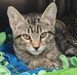 Shelter Stray Male Cat last seen Blackwood Common, LIVERMORE, CA, 94551, 8323 Baldwin St, Oakland, CA 94621, USA