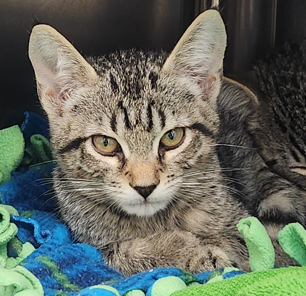 Shelter Stray Male Cat last seen Blackwood Common, LIVERMORE, CA, 94551, 8323 Baldwin St, Oakland, CA 94621, USA