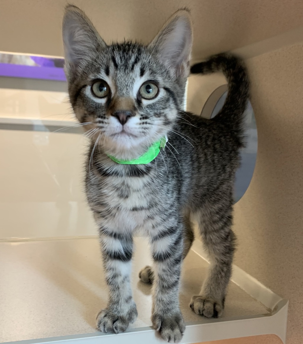Shelter Stray Male Cat last seen Blackwood Common, LIVERMORE, CA, 94551, 8323 Baldwin St, Oakland, CA 94621, USA