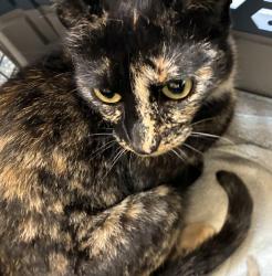 Shelter Stray Female Cat last seen SE 92nd and SE Foster, PORTLAND, OR, 97266, 1700 W Historic Columbia River Hwy, Troutdale, OR 97060, USA