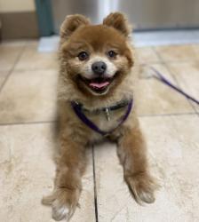 Shelter Stray Male Dog last seen SE 75th Ave & SE Division St, PORTLAND, OR, 97215, 1700 W Historic Columbia River Hwy, Troutdale, OR 97060, USA