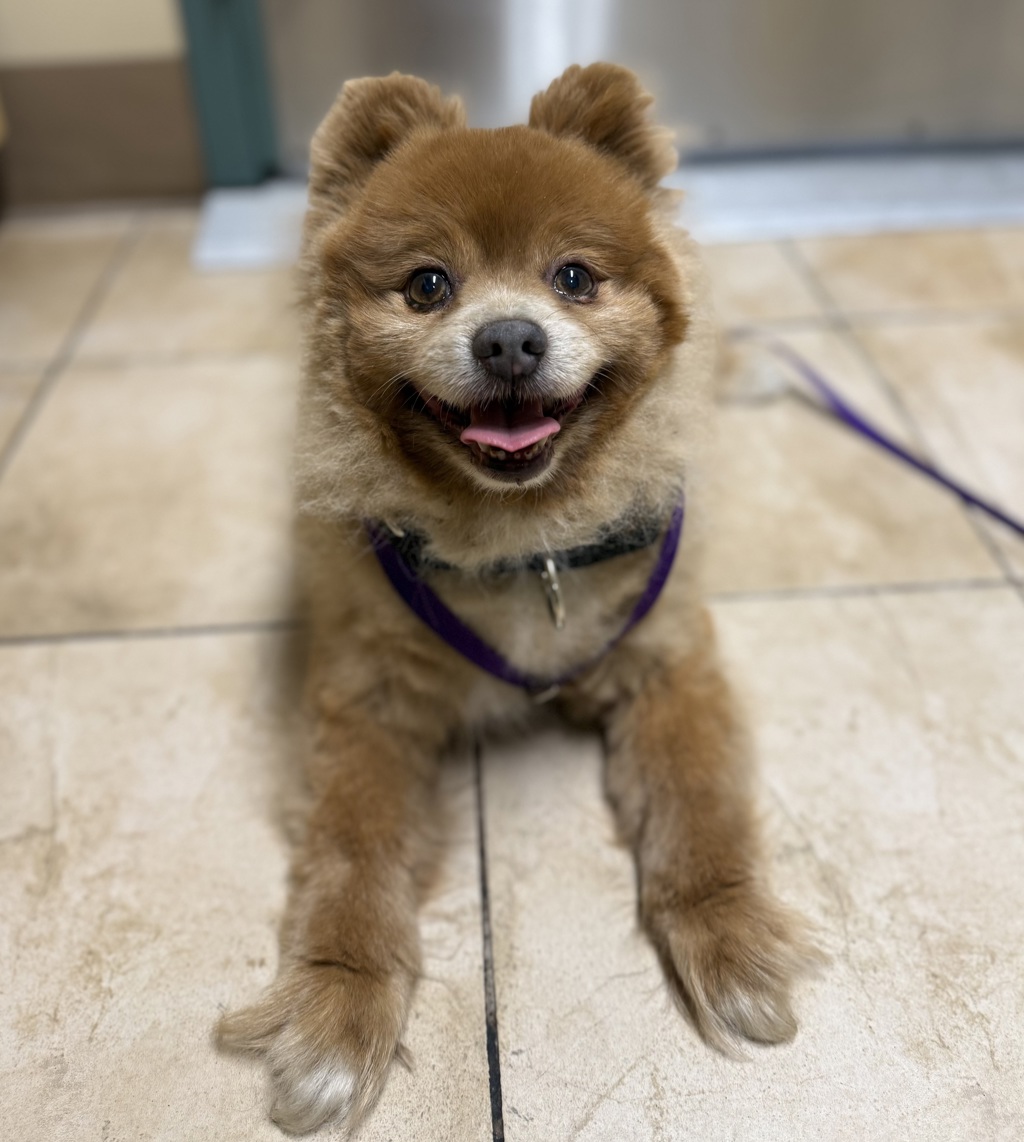 Shelter Stray Male Dog last seen SE 75th Ave & SE Division St, PORTLAND, OR, 97215, 1700 W Historic Columbia River Hwy, Troutdale, OR 97060, USA