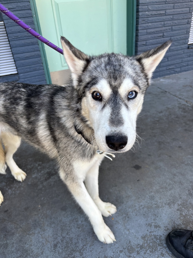 Shelter Stray Male Dog last seen n emerson / n interstate, OR, 1700 W Historic Columbia River Hwy, Troutdale, OR 97060, USA