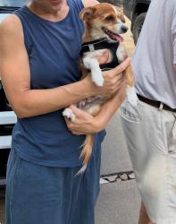 Reunited Female Dog last seen Harbor Island, by Shutes branch, Old Hickory, TN 37138